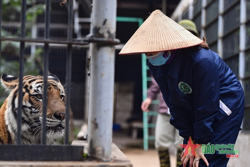Tổ chăm sóc hổ gồm 8 người dày dặn kinh nghiệm, chia mỗi nhóm 2 người theo từng khu. Lịch trình công việc một ngày của tổ chăm sóc bắt đầu từ 8 giờ tới 17 giờ. Trong ảnh, chị Lương Quế Thùy là “bảo mẫu” của hổ đã hơn chục năm nay.
