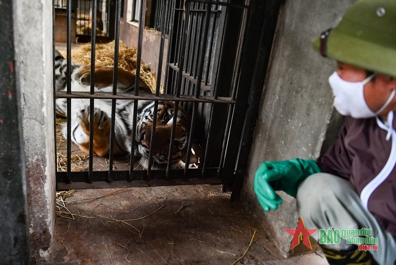 Theo chia sẻ, để trở thành "bảo mẫu" của hổ, nhân viên chăm sóc đặc biệt phải có tình yêu với chúng, cùng với đó là sự tỉ mỉ, chịu khó, nhẫn nại và kiên trì.