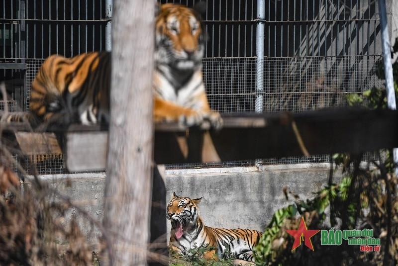Mỗi cá thể đều có câu chuyện, hoàn cảnh khác nhau, hầu hết đều là tiếp nhận từ các cơ quan chức năng từ những vụ buôn bán, vận chuyển trái phép. Khi tịch thu, bắt giữ, cơ quan chức năng sẽ đưa về trung tâm cứu hộ.