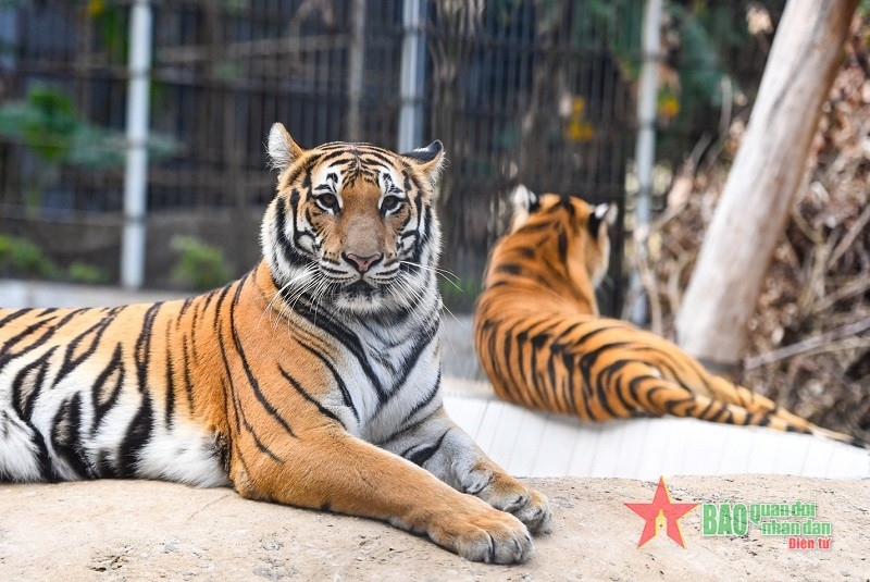 Sau khi các nhân viên dọn dẹp chuồng vào đầu giờ mỗi buổi trong ngày, hổ sẽ được ra vườn chơi. Để con nào cũng được ra chơi, các nhân viên cho ghép đôi từng nhóm và chia lịch. Giờ ăn trưa của hổ là 11 giờ.