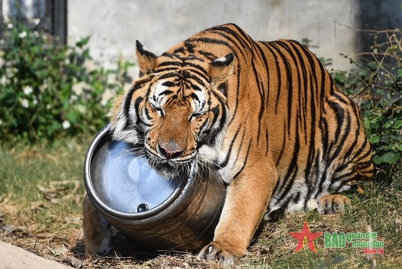 Pù Mát được đặt tên theo nơi nó sinh sống là vườn Quốc gia Pù Mát (Nghệ An) trước khi đưa về trung tâm cứu hộ. Cán bộ trung tâm cho biết, Pù Mát có tính cách rất thân thiện, lúc nào muốn được vuốt ve. Pù Mát có đặc điểm rất thú vị là thích chơi với bom bia bằng thép cả buổi. Mỗi lần được thả ra ngoài vườn là nó ngậm rồi tha thùng bia suốt cả buổi.