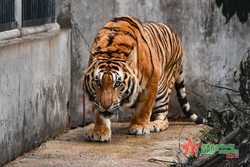 Mỗi con hổ được đặt tên chủ yếu dựa theo ngoại hình bên ngoài, nhận dạng chủ yếu dựa vào hình bên ngoài như hình dáng, đặc điểm trên khuôn mặt hoặc hình thể và tính cách. Trong ảnh, Gầm Gừ là con hổ được coi là thủ lĩnh của đàn hổ bởi xuất hiện tại trung tâm gần như là sớm nhất và cũng là cha của một số con hổ tại đây. Tên gọi đó là do ông Lương Xuân Hồng - Giám đốc trung tâm - đặt cho. Gầm Gừ "ám ảnh" với máy ảnh, máy quay và đèn flash.