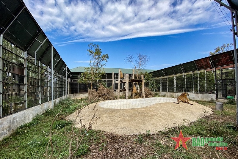 Trung tâm Cứu hộ Động vật hoang dã Hà Nội thành lập từ năm 1996 và được tổ chức lại vào năm 2013, với nhiệm vụ cứu hộ, bảo tồn, nghiên cứu động vật hoang dã. Tổng diện tích tại trung tâm khoảng 10.000 m2, trong đó gần 50% diện tích dành cho hổ.