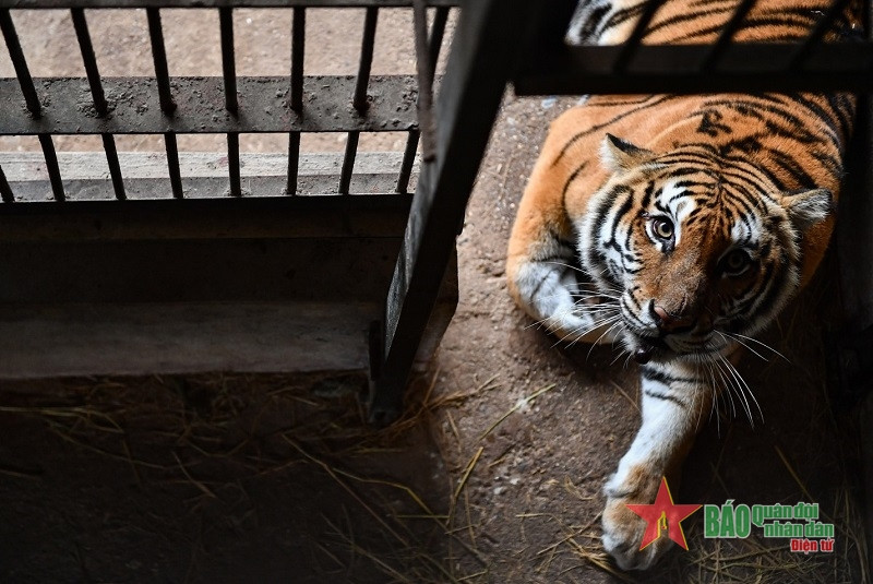 Xinh là cá thể hổ cái có dáng người cân đối, tai tròn, có mụn ruồi to ở miệng hàm dưới, rất thân thiện với mọi người. Xinh rất biết nghe lời nhân viên chăm sóc mỗi lần di chuyển ra vào các ngăn chuồng để làm vệ sinh.