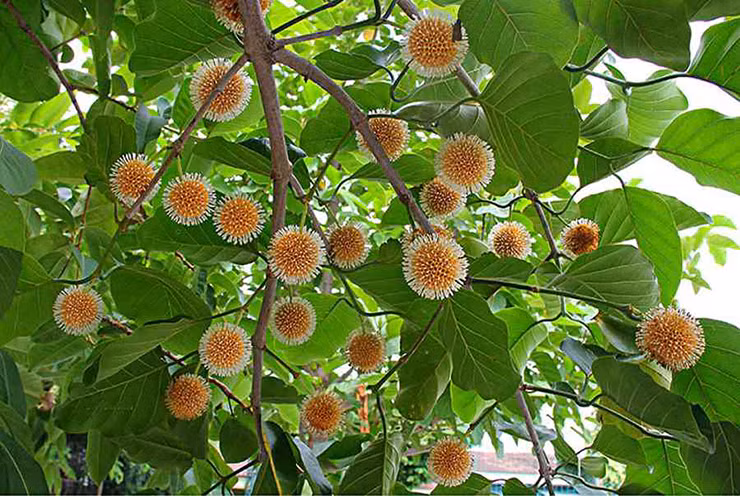 Loại quả nhiều người không biết tên, nay thành đặc sản giá 120.000/kg - Hình 11 Loai qua nhieu nguoi khong biet ten, nay thanh dac san gia 120.000/kg-Hinh-11