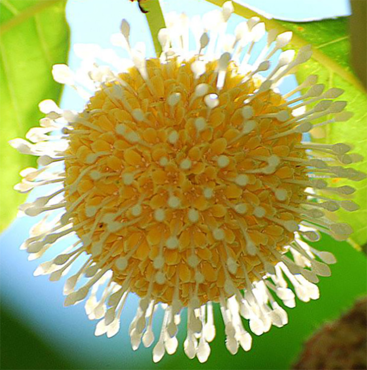 Loại quả nhiều người không biết tên, nay thành đặc sản giá 120.000/kg - Hình 4 Loai qua nhieu nguoi khong biet ten, nay thanh dac san gia 120.000/kg-Hinh-4