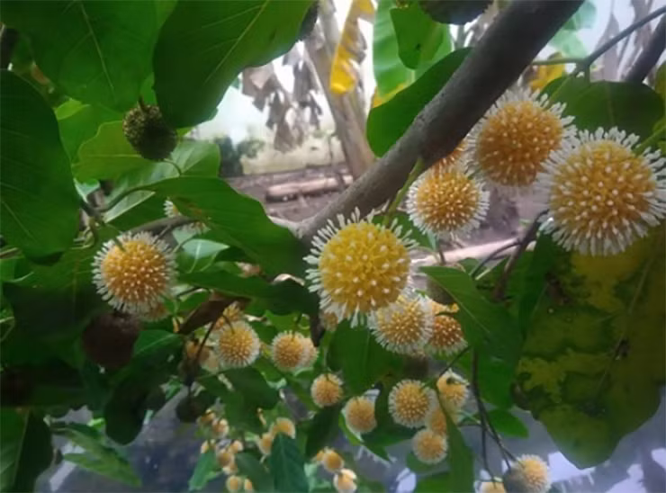 Loại quả nhiều người không biết tên, nay thành đặc sản giá 120.000/kg - Hình 3 Loai qua nhieu nguoi khong biet ten, nay thanh dac san gia 120.000/kg-Hinh-3