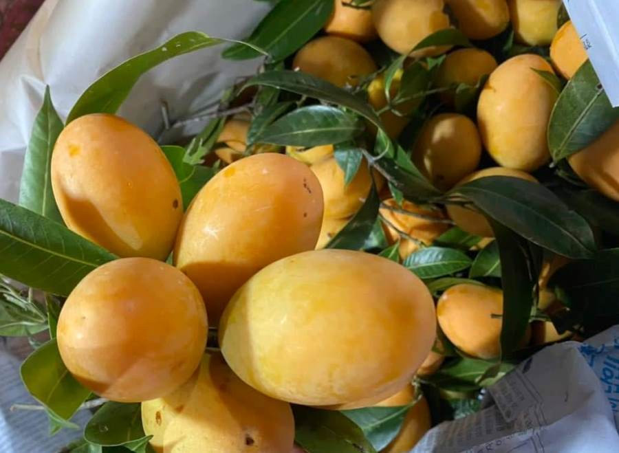 Loai qua vang ong, hoi tu huong thom tu 4 thu qua