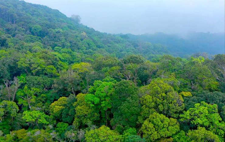 Thu mat ong la, vua den vua dang gia ca trieu dong/lit-Hinh-2