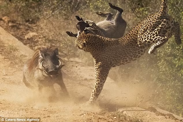 Lợn rừng châu Phi nổi điên, liều chết truy sát báo hoa mai Lon rung chau Phi noi dien, lieu chet truy sat bao hoa mai