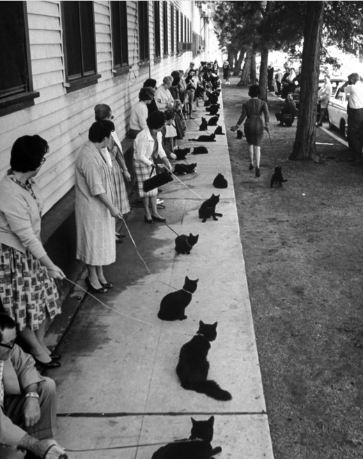 Anh hiem ve cuoc tuyen chon dien vien meo cua Hollywood nam 1961-Hinh-2