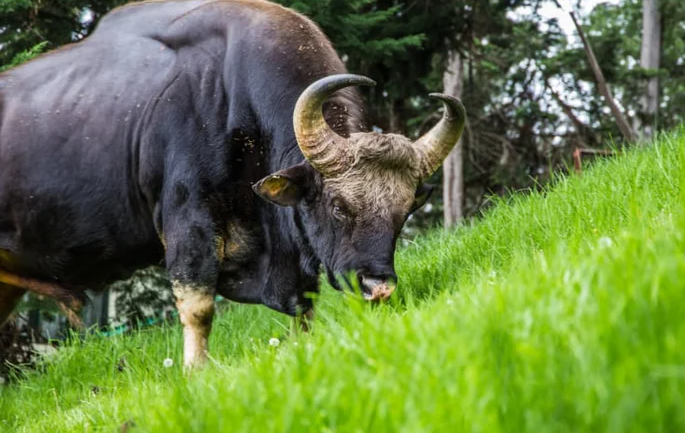 Loai lon nhat va cao nhat trong so cac loai gia suc hoang da-Hinh-2