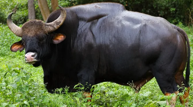 Loai lon nhat va cao nhat trong so cac loai gia suc hoang da