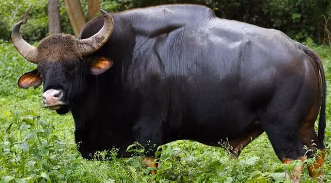 Loai lon nhat va cao nhat trong so cac loai gia suc hoang da