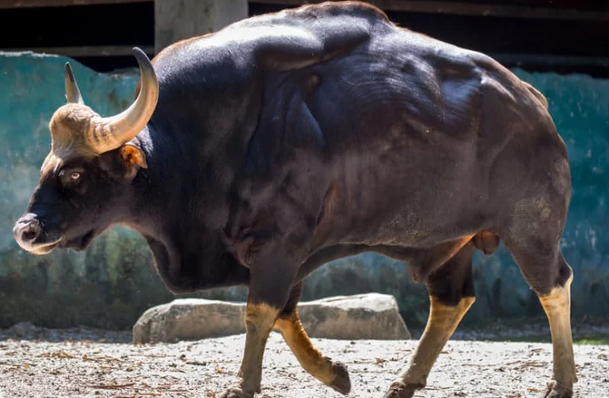 Loai lon nhat va cao nhat trong so cac loai gia suc hoang da-Hinh-4