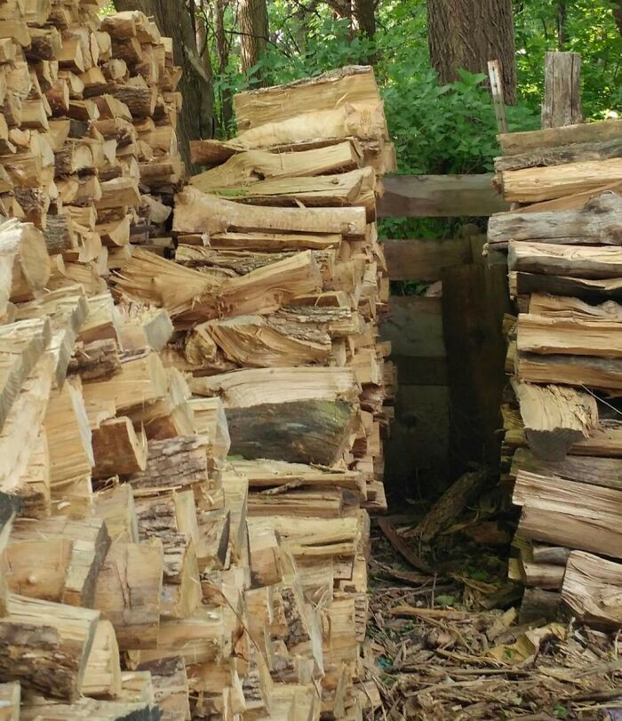 15 chu meo co tuyet chieu an than nhu mot nhan gia-Hinh-4