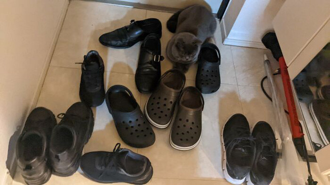 15 chu meo co tuyet chieu an than nhu mot nhan gia-Hinh-9