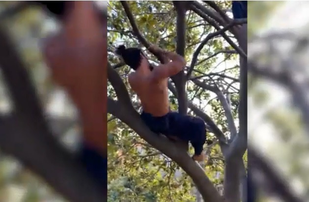 Noi tieng nho mo lop day leo treo, danh du tren cay