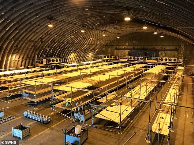 Dot nhap can cu Khong quan Anh bo hoang bien thanh nha xac vi COVID-19-Hinh-5