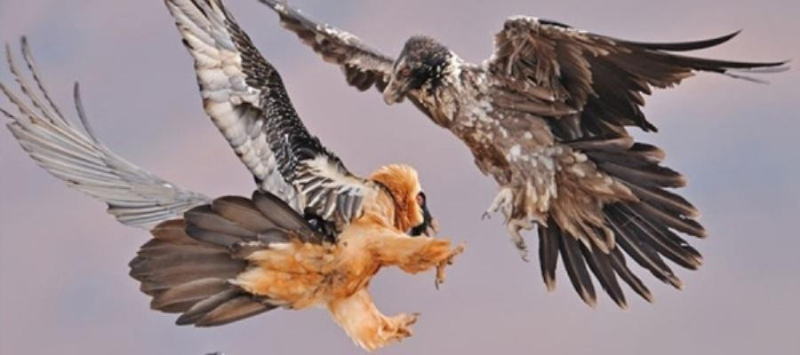 Những con kền kền râu trưởng thành mất tới 7 năm để hoàn thiện một kỹ năng quan trọng.