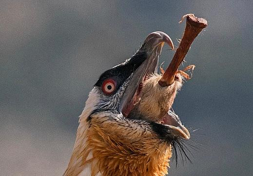 ... đó là nuốt chửng các cục xương ống lớn.