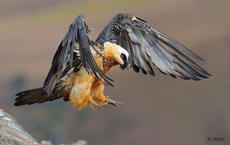 Đó là khi tìm được một khúc xương quá lớn, không thể nuốt chừng, chúng sẽ quắp khúc xương bay vọt lên độ cao 150-200m...