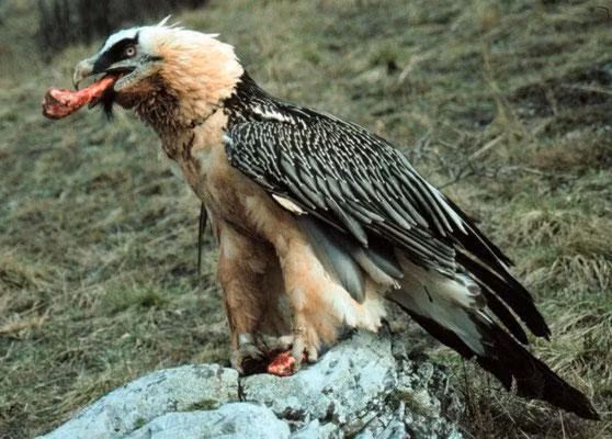 Nhiều lần thả trượt tảng đá khiến khúc xương không vỡ thì kền kền râu lại sà xuống, lặp lại hành vi.