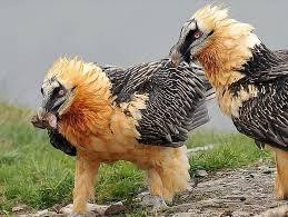 Con mồi sống đôi khi bị kền kền râu tấn công. Trong số này, rùa cạn được ưa chuộng đặc biệt. Các nhà khoa học ghi nhận kền kền râu từng nâng bổng những con rùa cạn lớn bằng trọng lượng cơ thể chúng, thả ra từ trên không, tương tự cách làm với những khúc xương.