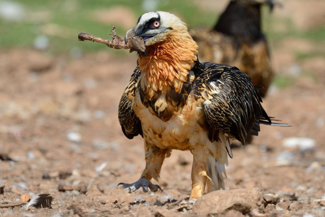 Kền kền râu thường được chụp ảnh với bộ lông màu cam nhưng đây thực sự là "mỹ phẩm". Màu sắc này có thể xuất phát từ việc chúng tắm bụi, thoa bùn lên cơ thể hoặc do uống trong nước giàu khoáng chất.