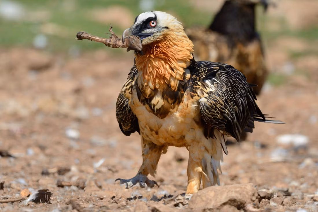Kền kền râu thường được chụp ảnh với bộ lông màu cam nhưng đây thực sự là "mỹ phẩm". Màu sắc này có thể xuất phát từ việc chúng tắm bụi, thoa bùn lên cơ thể hoặc do uống trong nước giàu khoáng chất.