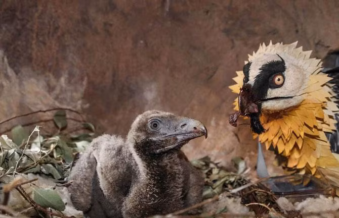 Từ nhỏ, kền kền râu đã được bố mẹ mớm cho thức ăn là... xương. Chim non có màu nâu đen sẫm trên hầu hết cơ thể, với bộ ngực màu nâu đen và mất 5 năm để trưởng thành hoàn toàn.