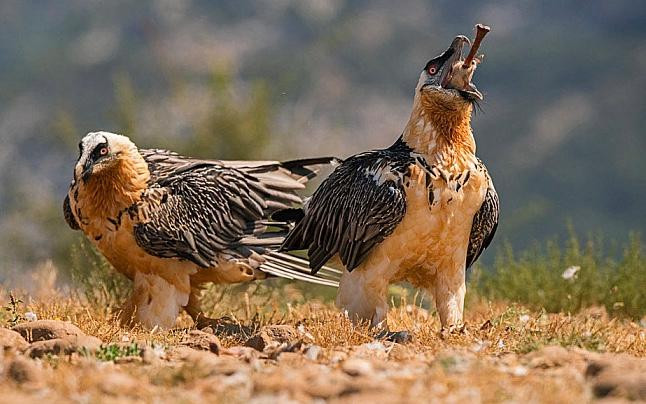 Kền kền râu có thể nuốt toàn bộ hoặc cắn vỡ xương giòn có kích thước bằng xương đùi cừu non. Hệ tiêu hóa mạnh mẽ của nó nhanh chóng tiêu tan ngay cả những mảnh xương lớn.