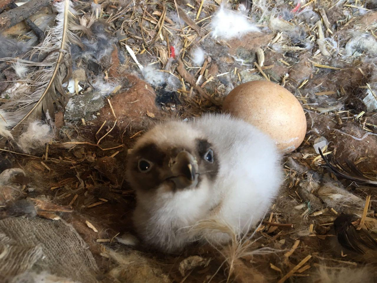 Kền kền râu đẻ 1-2 trứng vào mùa đông và nở vào mùa xuân. Có những thời điểm loài chim này rơi vào tình trạng bị đe dọa, tuy nhiên hiện nay chúng sinh sôi nhanh chóng.