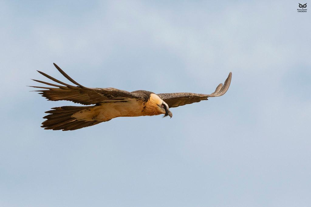 Khúc xương này đôi khi nặng bằng nửa trọng lượng con chim. Sau đó chúng thả chính xác vào những tảng đá bên dưới, khiến khúc xương vỡ thành những mảnh nhỏ.