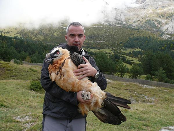 Đây là loài chim ăn thịt to lớn. Khi đứng chúng cao 1m3, cân nặng có thể đến 8kg- một trọng lượng rất đáng kể, và để có thể nhấc bổng lên trời cao chúng cần sải cánh rộng tới gần 3m. Con cái thường lớn hơn một chút so với con đực.