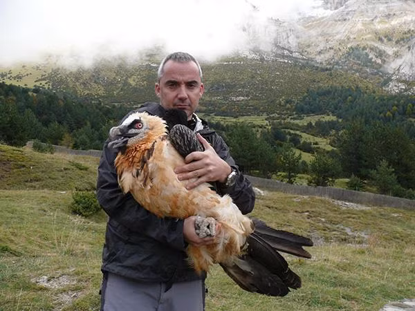 Đây là loài chim ăn thịt to lớn. Khi đứng chúng cao 1m3, cân nặng có thể đến 8kg- một trọng lượng rất đáng kể, và để có thể nhấc bổng lên trời cao chúng cần sải cánh rộng tới gần 3m. Con cái thường lớn hơn một chút so với con đực.