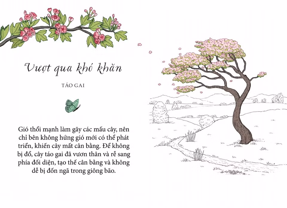 Nữ hoàng nhạc đồng quê Dolly Parton từng nói rằng: "Giông bão khiến cây cối bám rễ sâu hơn", và đúng là cây cối có thể thích nghi để sinh trưởng kể cả trong gió lớn. Khó khăn là không thể tránh khỏi, nhưng phản ứng thế nào là phụ thuộc ở ta. Cây cối đều muốn vươn thẳng, nhưng những loài cứng rắn như cây táo gai hiểu rằng không phải lúc nào chuyện cũng được như ý ta khi sống ở nơi trống trải. Gió thịnh hành thổi mạnh làm gãy các mấu cây, nên chỉ bên không hứng gió mới có thể phát triển, khiến cây mất cân bằng. Để không bị đổ, cây táo gai đã vươn thân và rễ sang phía đối diện, tạo thế cân bằng và không dễ bị đốn ngã trong giông bão.