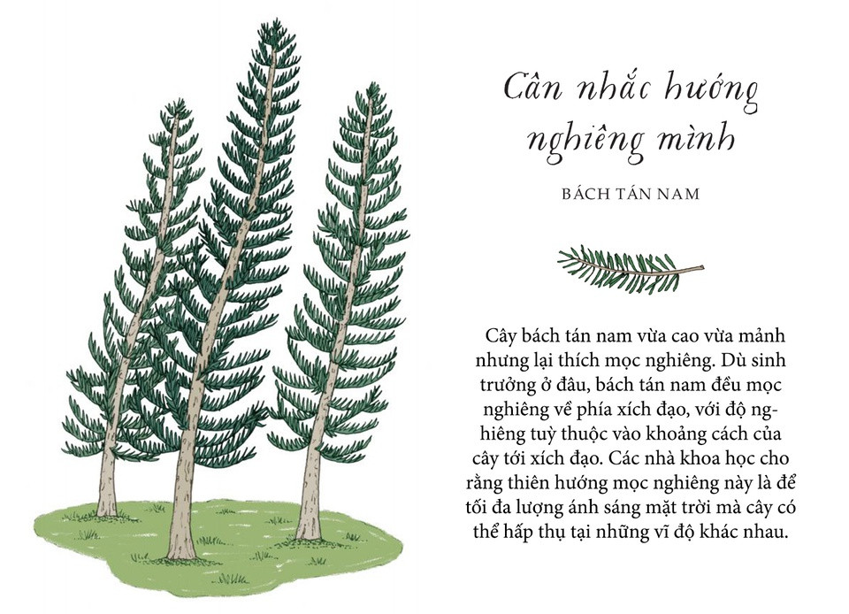 "Cây đổ về phía nó nghiêng", nhà văn Dr. Seuss đã nói như vậy, nên hãy đảm bảo rằng bạn nghiêng về đúng thứ và đúng người. Thường thì cây cối thích mọc thẳng; các tế bào của cây chứa những cấu trúc hình túi tạo nên thiên hướng mọc thẳng. Nhưng cây bách tán nam vừa cao vừa mảnh thì lại sáng tạo hơn một chút: Chúng thích mọc nghiêng. Dù sinh trưởng ở đâu, bách tán nam đều mọc nghiêng về phía xích đạo, với độ nghiêng tuỳ thuộc vào khoảng cách của cây tới xích đạo. Các nhà khoa học cho rằng thiên hướng mọc nghiêng này là để tối đa lượng ánh sáng mặt trời mà cây có thể hấp thụ tại những vĩ độ khác nhau. Vì vậy, giống như bách tán nam, hãy cố gắng nghiêng mình về phía những điều tốt cho bạn nhé.