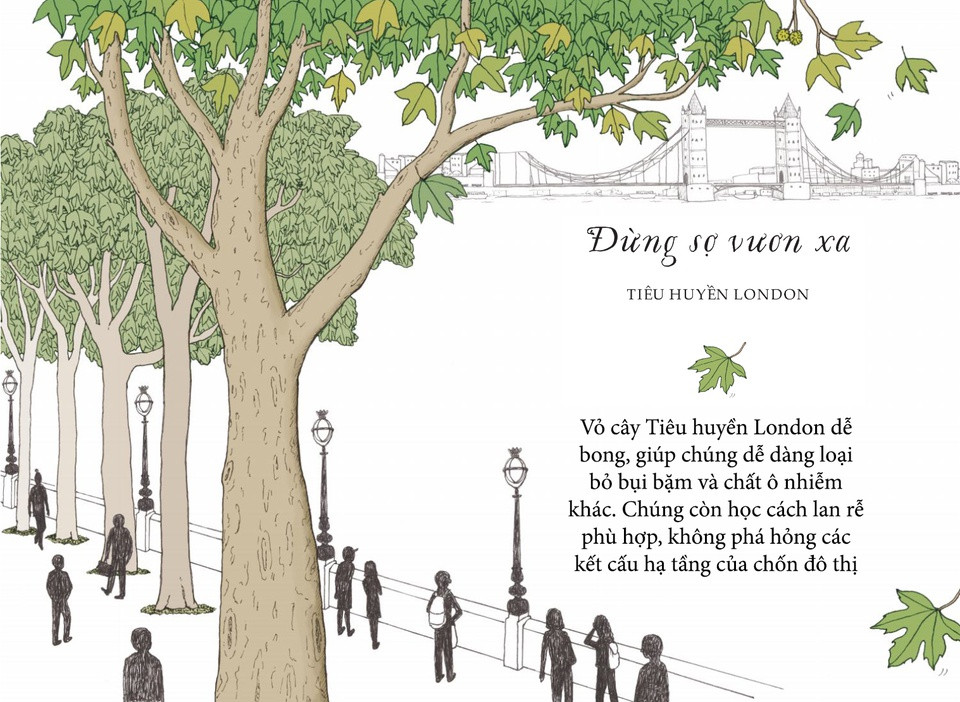 Hãy bước ra khỏi vùng an toàn và bạn sẽ ngạc nhiên với những gì mình đạt được. Tiêu huyền London không phải một giống cây bản địa - mà là cây lai giữa tiêu huyền phương Đông và tiêu huyền châu Mỹ - nhưng chúng đã đón nhận môi trường mới và thích nghi hoàn hảo với cuộc sống đô thị. Vỏ cây dễ bong, giúp chúng dễ dàng loại bỏ bụi bặm và chất ô nhiễm khác. Tiêu huyền London còn học cách lan rễ phù hợp, không phá hỏng các kết cấu hạ tầng của chốn đô thị.