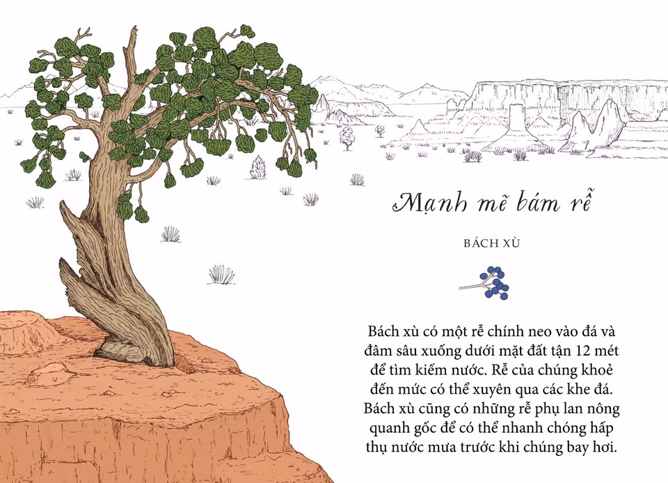Cây cối đã chứng minh cho chúng ta thấy rằng mình có thể tồn tại ở bất kì đâu nếu bộ rễ của bản thân bám chắc và mạnh mẽ. Cây bách xù sinh trưởng trong những vùng đất khô cằn như bang Utah (Mỹ) và nhìn như thể được mọc lên từ đá tảng. Bách xù có một rễ chính neo vào đá và đâm sâu xuống dưới mặt đất tận 12 m để tìm kiếm nước. Rễ của chúng khoẻ đến mức có thể xuyên qua các khe đá. Bách xù cũng có những rễ phụ lan nông quanh gốc để có thể nhanh chóng hấp thụ nước mưa trước khi chúng bay hơi.