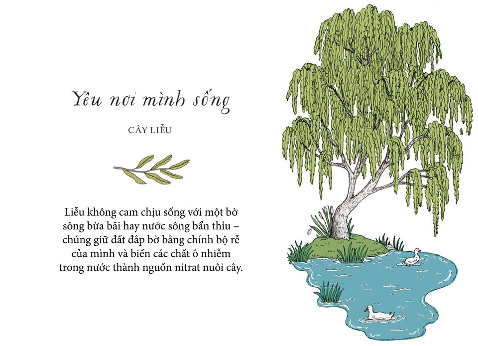 Nếu ta không quan tâm đến môi trường xung quanh thì rất khó để phát triển lớn mạnh. Liễu không cam chịu sống với một bờ sông bừa bãi hay nước sông bẩn thỉu - chúng giữ đất đắp bờ bằng chính bộ rễ của mình và biến các chất ô nhiễm trong nước thành nguồn nitrat nuôi cây. Tự chăm sóc chính mình có thể bắt đầu từ những điều đơn giản như tấm ga trải giường mới, bữa trưa đặc biệt...