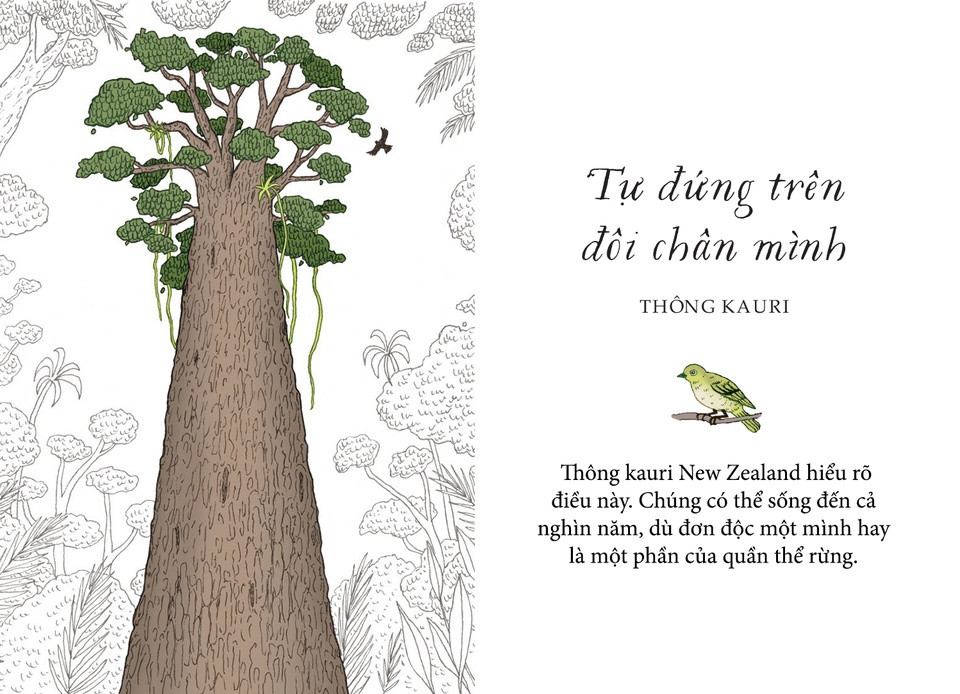 Biết rằng mình đủ mạnh mẽ để đối mặt với những biến cố trên đường đời là nền tảng quan trọng để hình thành sự tự tin ở mỗi người. Thông kauri New Zealand hiểu rõ điều này. Chúng có thể sống đến cả nghìn năm, dù đơn độc một mình hay là một phần của quần thể rừng. Thông kauri tự lập không phụ thuộc vào ai. Cũng có thể nói là may mắn, vì cần tới tận bảy người lớn mới ôm trọn được thân cây thông kauri to lớn.