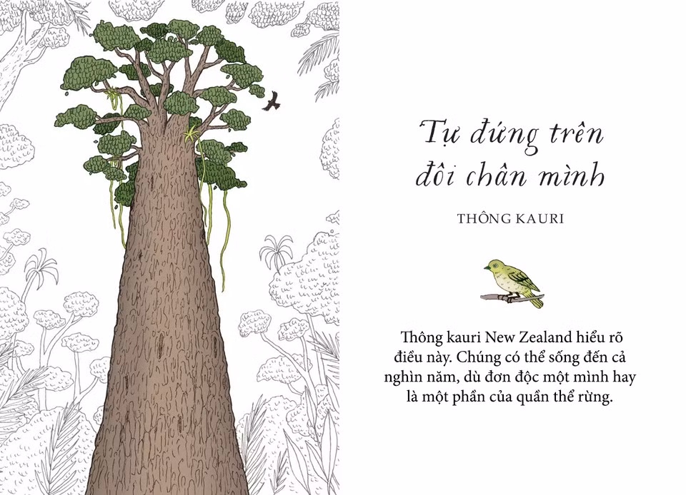 Biết rằng mình đủ mạnh mẽ để đối mặt với những biến cố trên đường đời là nền tảng quan trọng để hình thành sự tự tin ở mỗi người. Thông kauri New Zealand hiểu rõ điều này. Chúng có thể sống đến cả nghìn năm, dù đơn độc một mình hay là một phần của quần thể rừng. Thông kauri tự lập không phụ thuộc vào ai. Cũng có thể nói là may mắn, vì cần tới tận bảy người lớn mới ôm trọn được thân cây thông kauri to lớn.