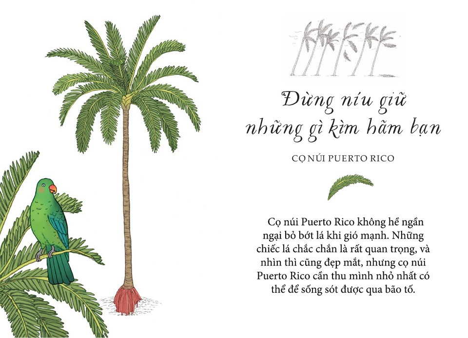 Kiêu ngạo là một thứ khá hài hước - nó làm ta cảm thấy thật mạnh mẽ, nhưng cũng có thể khiến ta ngã đau. Đôi khi chúng ta chỉ cần khiêm nhường để vượt qua giông bão. Hãy như cây cọ núi ở Puerto Rico. Tại vùng nhiệt đới, bão là một phần của cuộc sống, nhưng lại vô cùng nguy hiểm với những cây cao. Vì vậy, giống như phần lớn các giống cọ, cọ núi Puerto Rico không hề ngần ngại bỏ bớt lá khi gió mạnh. Những chiếc lá chắc chắn là rất quan trọng, và nhìn thì cũng đẹp mắt, nhưng cọ núi Puerto Rico cần thu mình nhỏ nhất có thể để sống sót được qua bão tố. Sau khi bão đi qua, chúng luôn có thể mọc thêm nhiều lá mới.