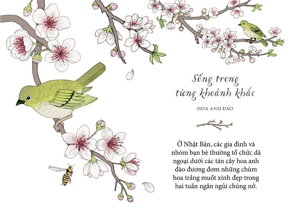 Bất cứ ai từng có cơ hội tận mắt ngắm nhìn hoa anh đào đều sẽ choáng ngợp bởi vẻ đẹp của chúng. Ở Nhật Bản, các gia đình và nhóm bạn bè thường tổ chức dã ngoại dưới các tán cây hoa anh đào đương đơm những chùm hoa trắng muốt xinh đẹp trong hai tuần ngắn ngủi chúng nở. Với Phật tử, đây là một trải nghiệm tâm linh, nhắc nhở chúng ta rằng những điều đẹp đẽ, như cuộc sống, đều sẽ trôi qua, vậy nên hãy biết ơn khi chúng đang xảy ra và tận hưởng từng khoảnh khắc.