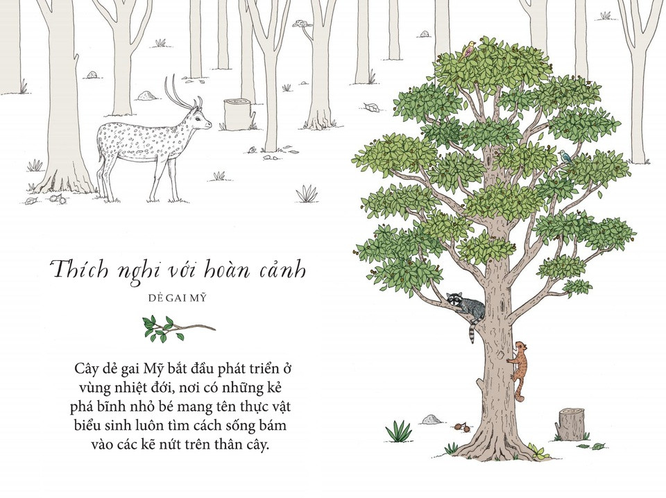 Có bao giờ bạn luẩn quẩn trong những lo toan nhỏ nhặt không? Tổ tiên của cây dẻ gai Mỹ cũng từng như thế đấy. Loài cây này bắt đầu phát triển ở vùng nhiệt đới, nơi có những kẻ phá bĩnh nhỏ bé mang tên thực vật biểu sinh luôn tìm cách sống bám vào các kẽ nứt trên thân cây. Sau đó, dẻ gai Mỹ đã tự mình tạo ra một lớp vỏ mịn màng, đáng yêu, đập tan mọi cơ hội của lũ biểu sinh tranh thủ. Hãy tập trung phát triển bề ngoài điềm tĩnh, chẳng mấy chốc các cây biểu sinh cá nhân của bạn sẽ rơi rụng dần.