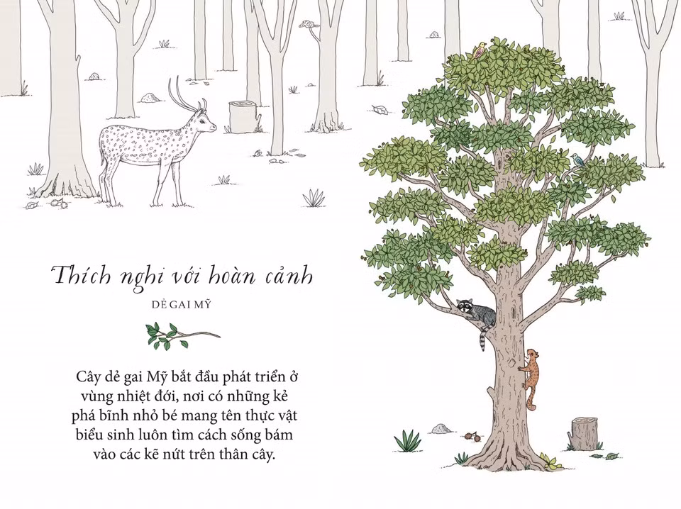 Có bao giờ bạn luẩn quẩn trong những lo toan nhỏ nhặt không? Tổ tiên của cây dẻ gai Mỹ cũng từng như thế đấy. Loài cây này bắt đầu phát triển ở vùng nhiệt đới, nơi có những kẻ phá bĩnh nhỏ bé mang tên thực vật biểu sinh luôn tìm cách sống bám vào các kẽ nứt trên thân cây. Sau đó, dẻ gai Mỹ đã tự mình tạo ra một lớp vỏ mịn màng, đáng yêu, đập tan mọi cơ hội của lũ biểu sinh tranh thủ. Hãy tập trung phát triển bề ngoài điềm tĩnh, chẳng mấy chốc các cây biểu sinh cá nhân của bạn sẽ rơi rụng dần.