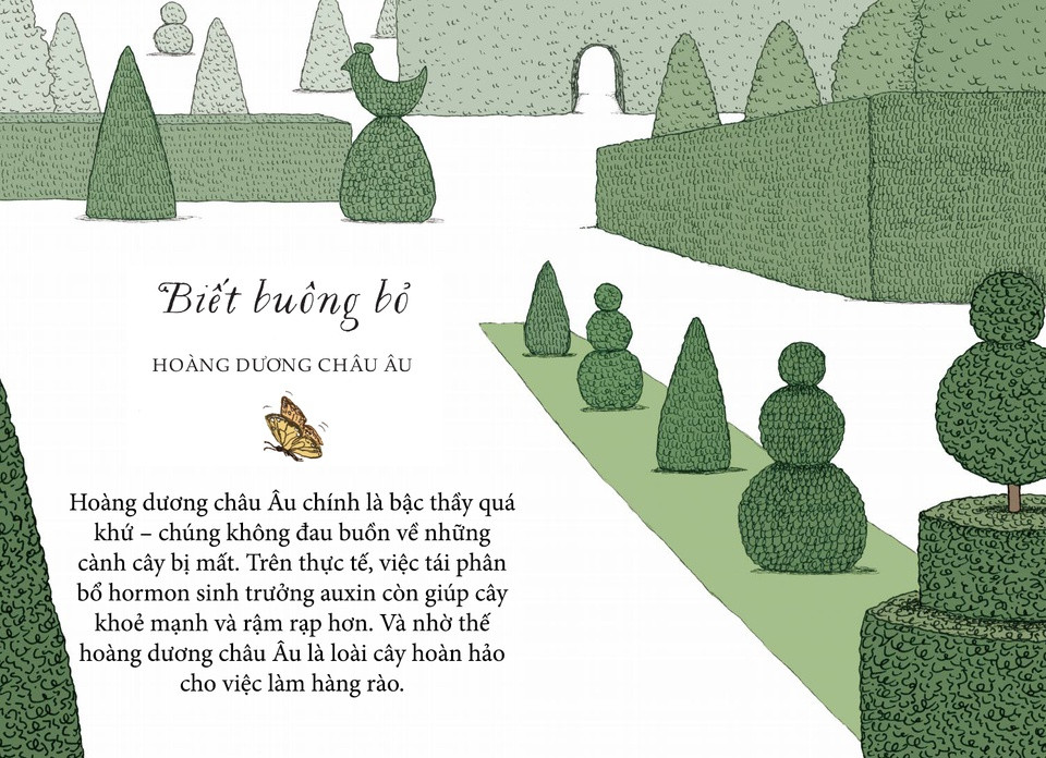 Cây cối cũng bị va đập, bầm dập hay quật ngã - và dù không thể di chuyển, chúng vẫn biết cách tiến về phía trước. Thay vì tốn năng lượng để chữa trị những phần bị thương, hay chiến đấu với bệnh tật, cây cối cô lập khu vực đó để không ảnh hưởng đến các phần khoẻ mạnh còn lại. Hoàng dương châu Âu chính là bậc thầy quá khứ - chúng không đau buồn về những cành cây bị mất. Trên thực tế, việc tái phân bổ hormon sinh trưởng auxin còn giúp cây khoẻ mạnh và rậm rạp hơn. Và nhờ thế hoàng dương châu Âu là loài cây hoàn hảo cho việc làm hàng rào. Hoặc tạo hình cây cảnh, nếu bạn thích kiểu nghệ thuật này.