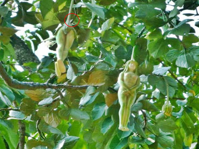 Vì vậy, có người cho rằng có hai cây Nariphon đang ở trong một ngôi đền Phật gần Bangkok. Tuy nhiên cho đến nay, đó chỉ là câu chuyện người ta truyền tai nhau chứ không có bằng chứng xác thực.