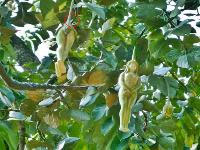 Vì vậy, có người cho rằng có hai cây Nariphon đang ở trong một ngôi đền Phật gần Bangkok. Tuy nhiên cho đến nay, đó chỉ là câu chuyện người ta truyền tai nhau chứ không có bằng chứng xác thực.